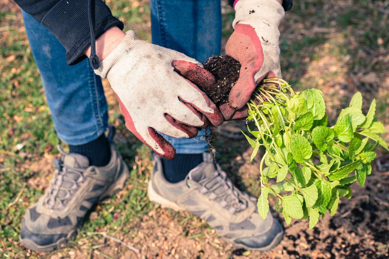 Kalendarz biodynamiczny maj. Co sadzić w ogrodzie?