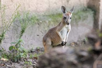 Kangur biega po Krakowie. Służby w akcji