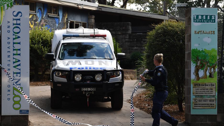 Australia. Pracownica zoo zaatakowana przez lwy. Walczy o życie