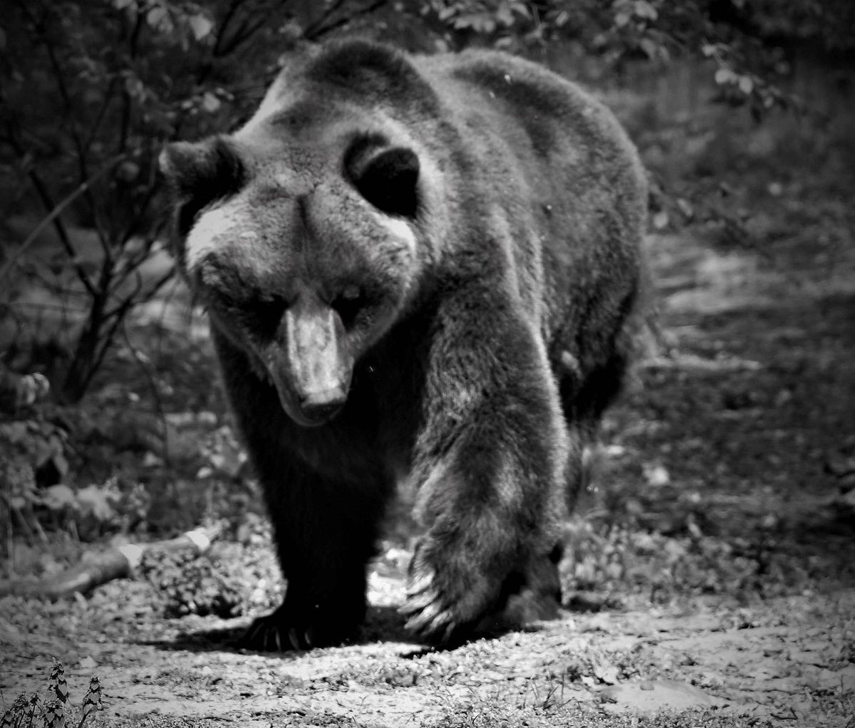 Niedźwiedź Pietka z poznańskiego zoo