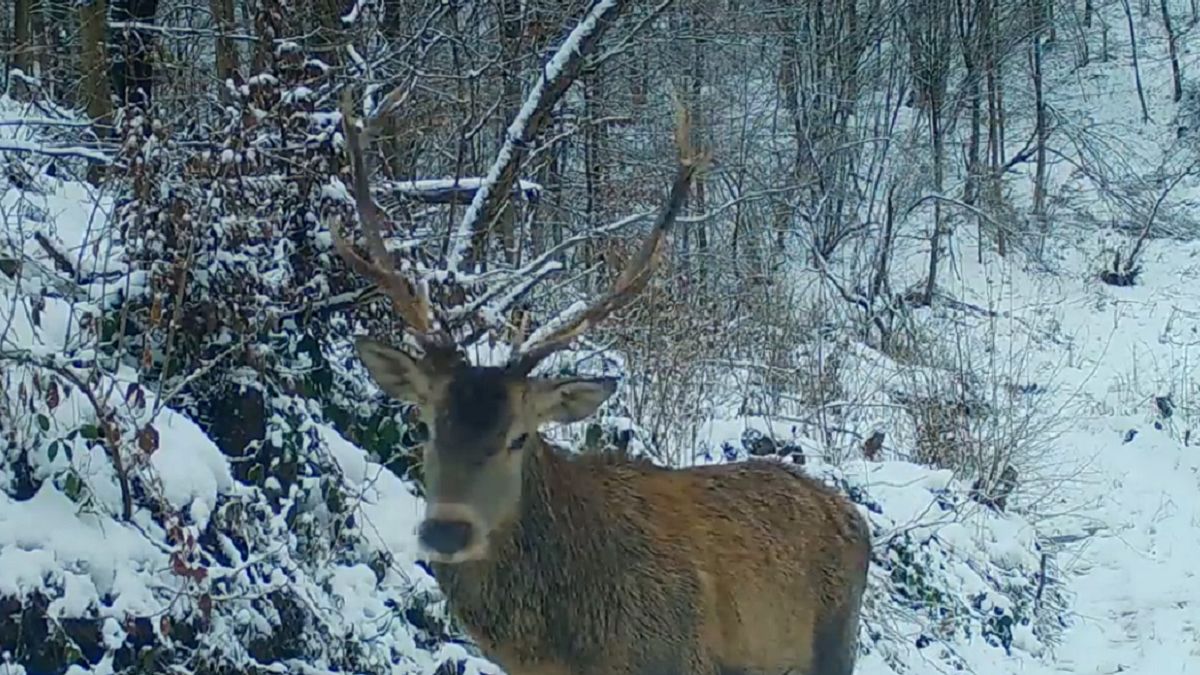 Jeleń w fotopułapce