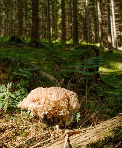 Kozia broda. Grzyb zakazany na Litwie i Łotwie. W Polsce można go zbierać