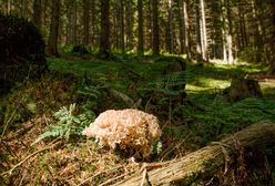 Kozia broda. Grzyb zakazany na Litwie i Łotwie. W Polsce można go zbierać