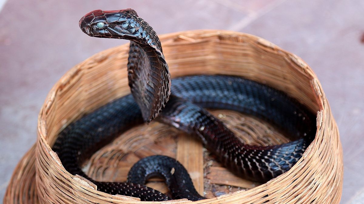 Zaklinacz węży zapewniał, że gad nie jest jadowity