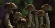 Ten dokument powstał na bazie 15 lat kręcenia filmów poklatkowych o… grzybach