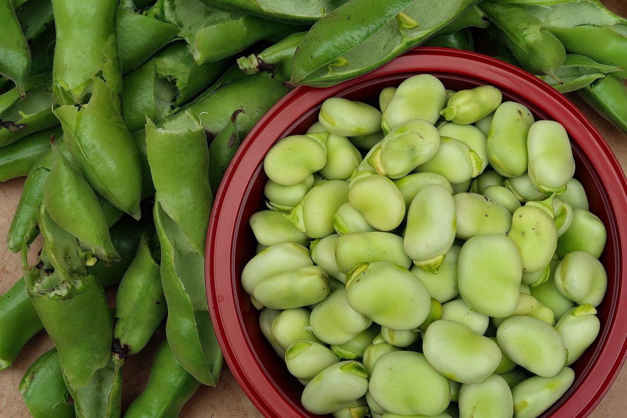 Broad bean