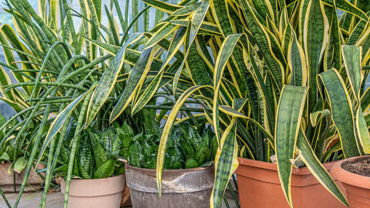 Many snake plants in pots indoors tropical backgroundMany snake plants in pots indoors tropical background. Stock photo.wallpaper, home, indoor plant, tropical plant, mother-in-law's tongue, green-yellow leaves, long leaves, air purification, botanical, sansevieria trifasciata, air cleansing, garden, leaf, growth, growing, house plant, snake plant, botany, gardening, natural, background, tropical, flower, nature, green, decoration, pot, ornamental, colorful, fresh, window, closeup, sansevieria, bouquets, grow, floral