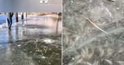 Wstrząsający widok pod lodem. Podali bilans