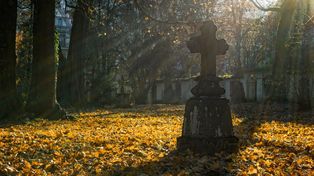 Armagedon na cmentarzu w Dąbrowie Górniczej. "Wiekowy klon nie wytrzymał naporu wiatru i deszczu."