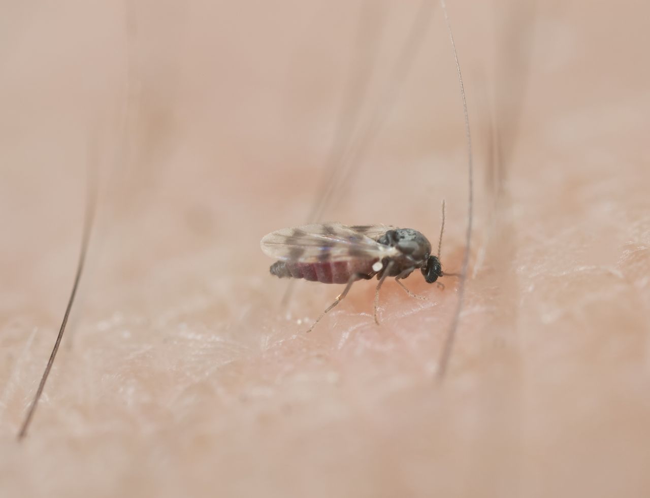 Nienawidzą tego zapachu. Meszki znikną co do jednej