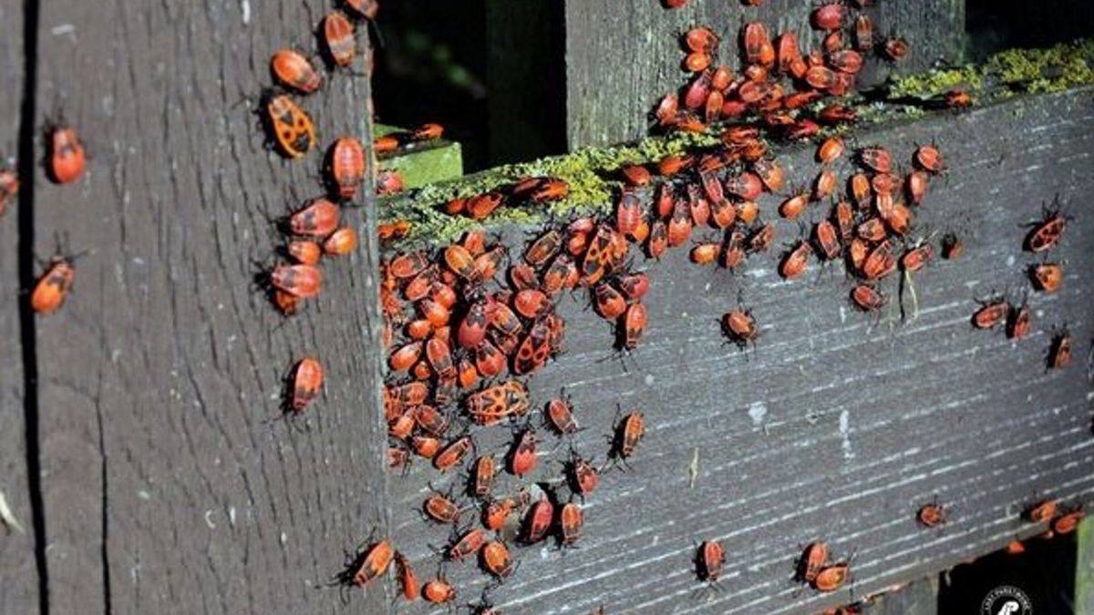 Kowale bezskrzydłe żywią się między innymi owocami lipy. 
