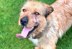 Dolny Śląsk. Katował psa maczetą? Sprawa trafi do prokuratury