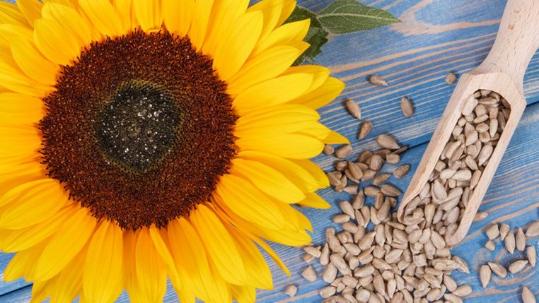 Nasiona słonecznika są niezwykle bogate w cenne witaminy i minerały