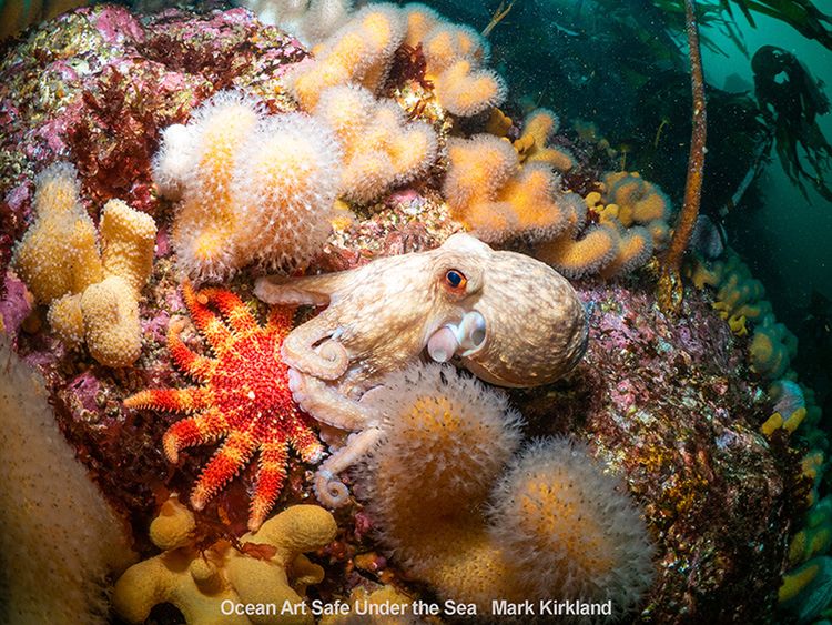 Najlepsze zdjęcia oceaniczne w konkursie Safe Under the Sea 18