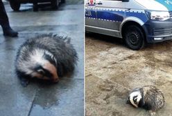 Lubelskie. Niezwykła wizyta przed domem. Obudził się i potrzebował pomocy