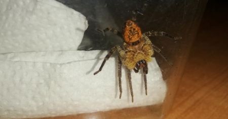 Nosferatu na lotnisku Chopina. Wezwano specjalistów