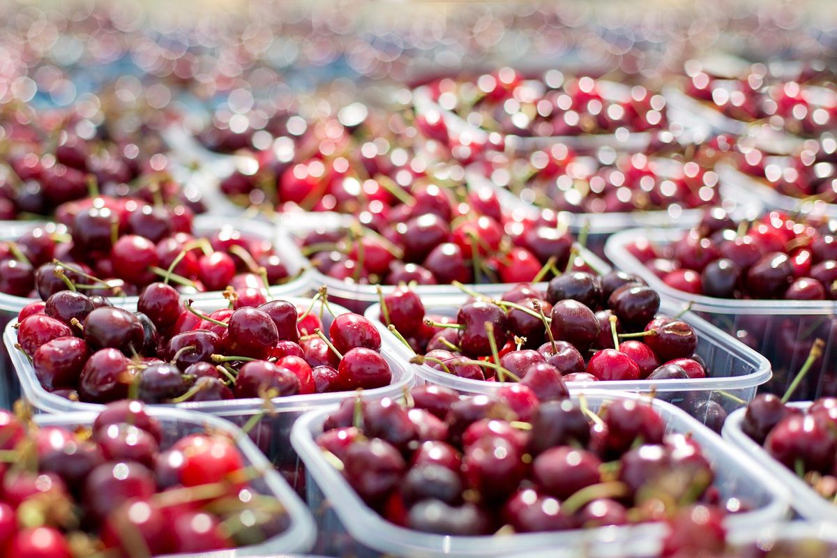 У Польщі дивуються цінам на фрукти. Самостійний збір набирає популярності