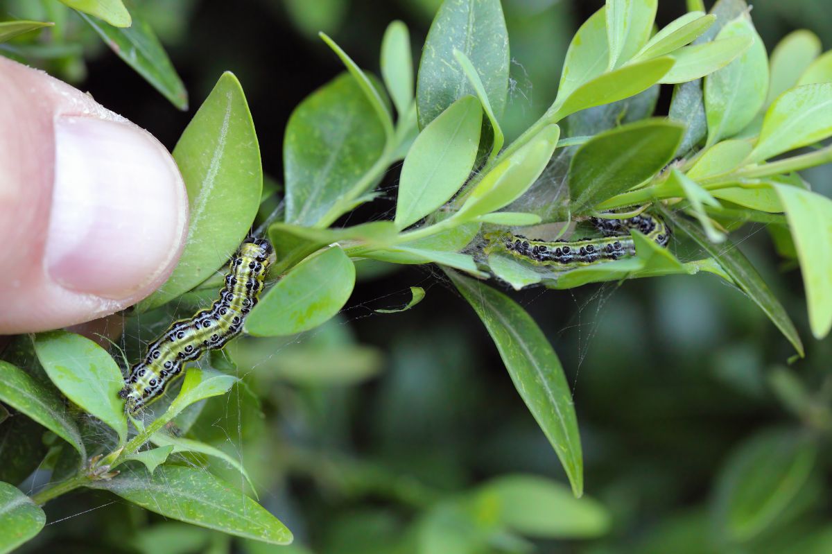 Box tree moth invasion: Natural remedies for garden rescue