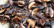 Dwie łyżki do smażenia. Pieczarki smakują i wyglądają jak grzyby prosto z lasu