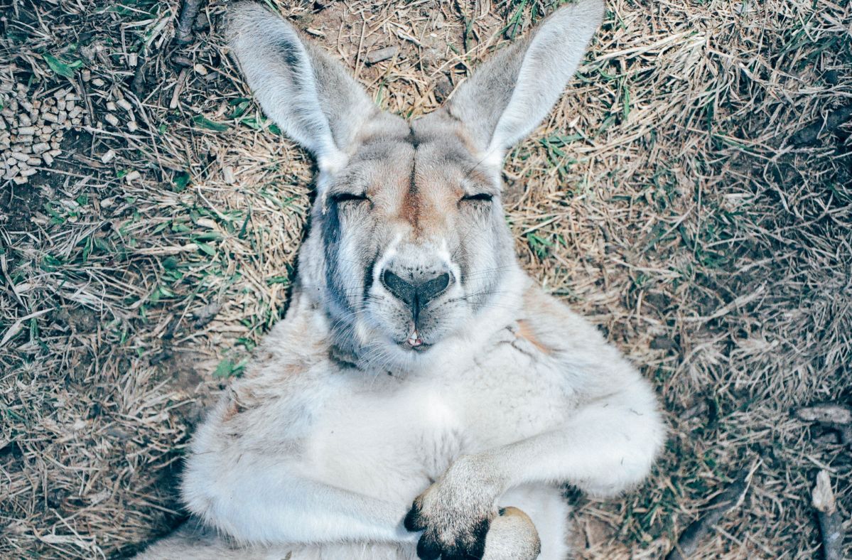 The killer kangaroo tried to kill a dog. The owner rushed to the rescue