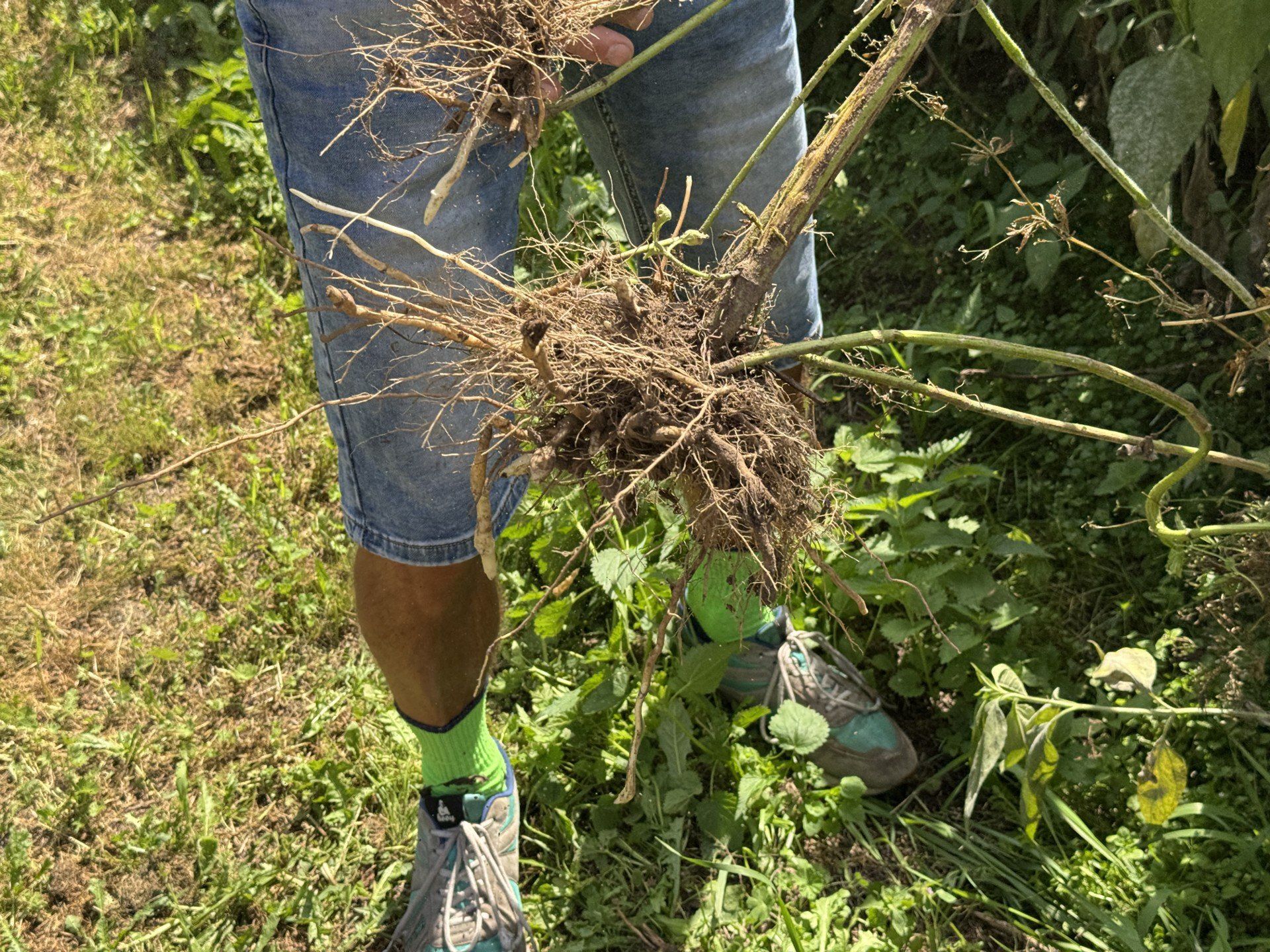 Bulwy są bogate w inulinę - naturalny prebiotyk obniżający poziom cukru we krwi, oraz minerały i witaminy wspierające pracę serca i układu trawiennego.