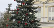 Wielkopolska: Wybieramy najpiękniejszą choinkę. Która najlepsza?