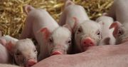 Ceny świń ruszą w górę? Niemcy szykują zwrot na rynku!