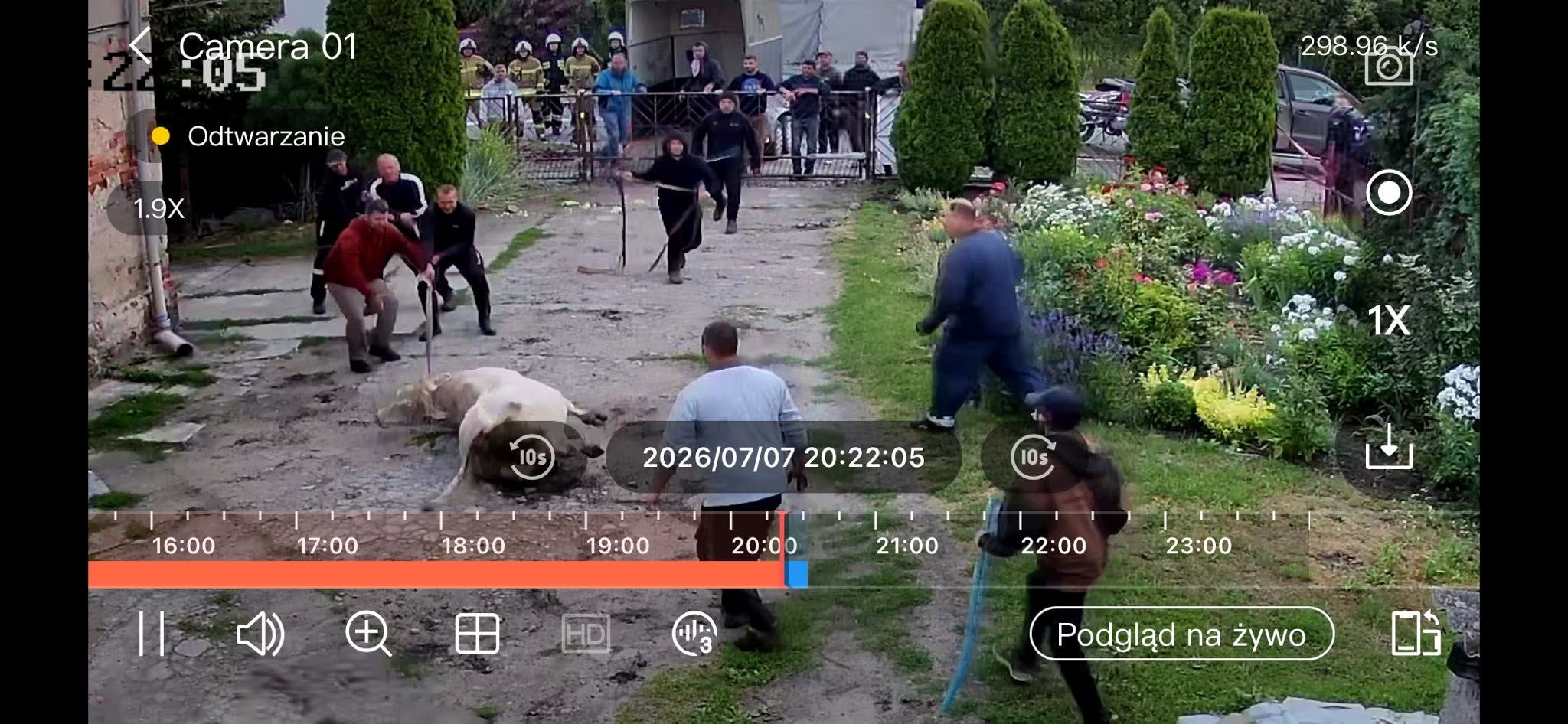 Byka udało się unieszkodliwić
