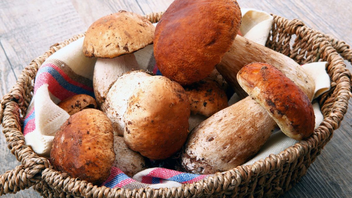 Kosz pełen dużych grzybów