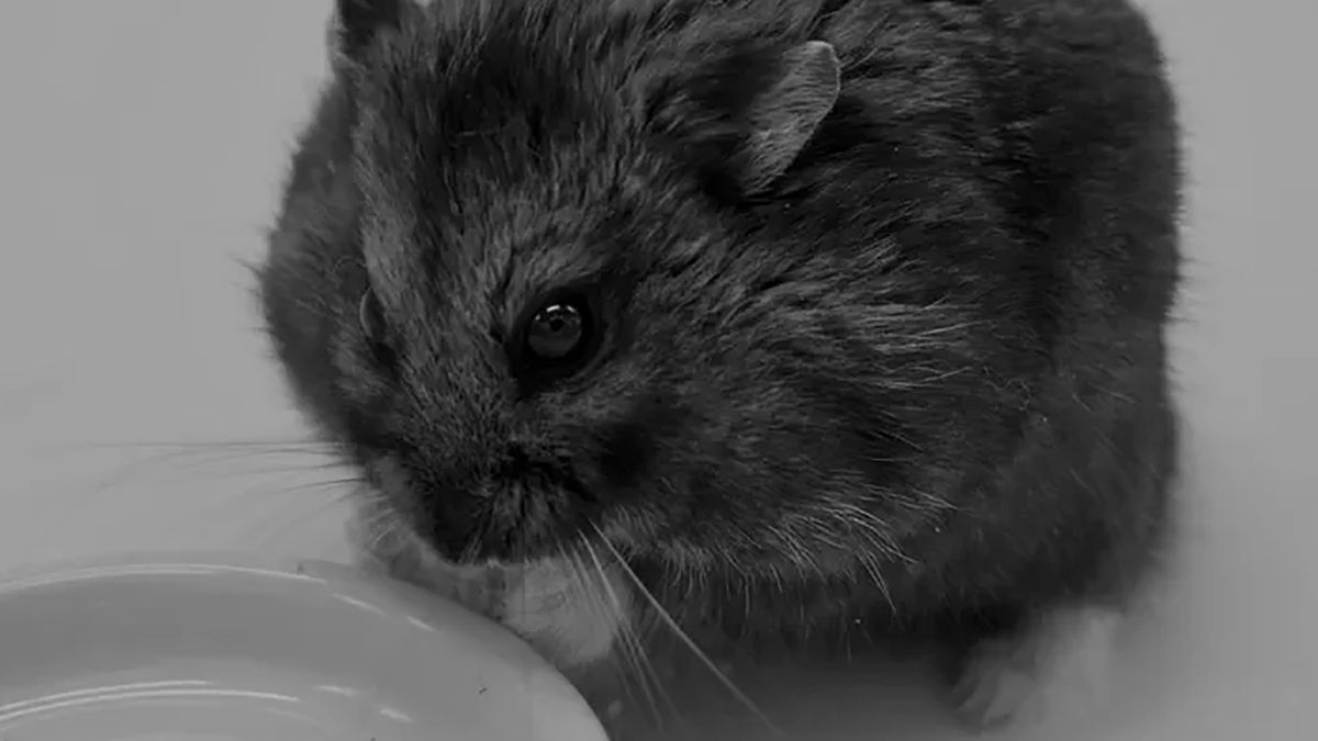 Nie żyje Pan Goxx, chomik handlujący kryptowalutami