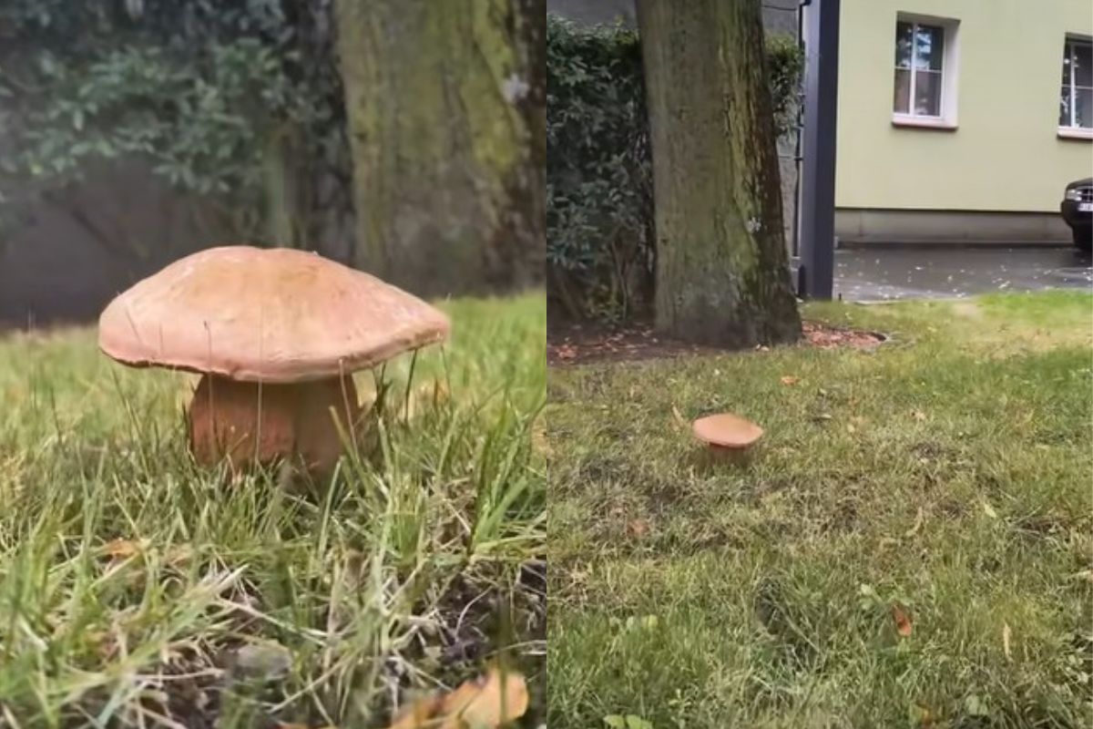 Grzyby wyrosły przy budynku w Czeszewie
