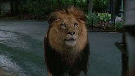 Stallone jako gadający lew [zwiastun] 1