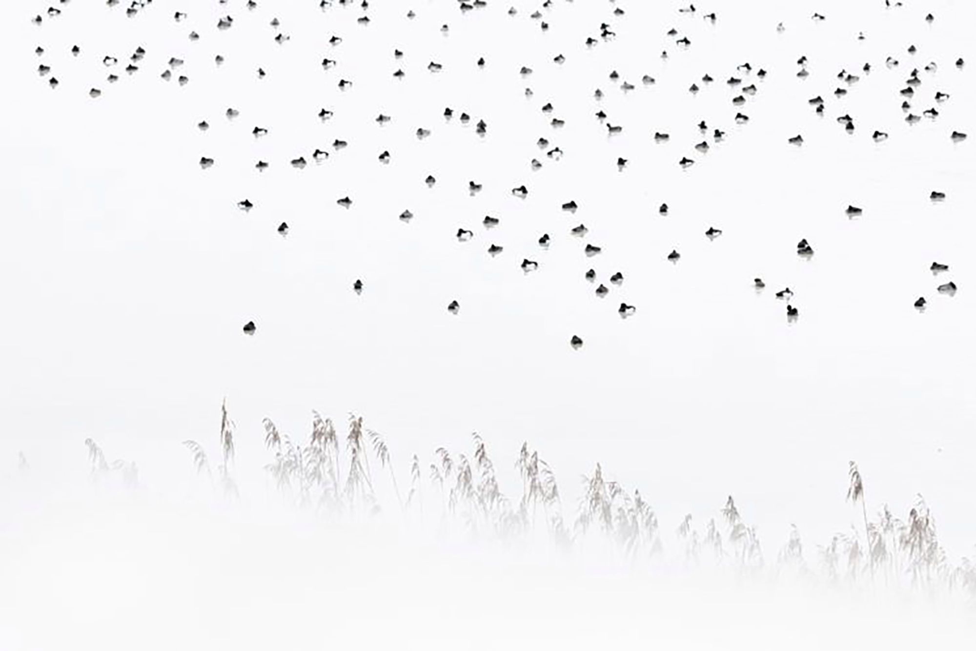 Najpiękniejsze zdjęcia przyrody w konkursie GDT Nature Photographer of the Year 4