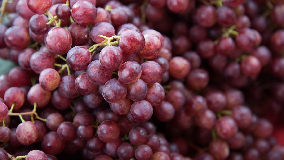 Winogrona