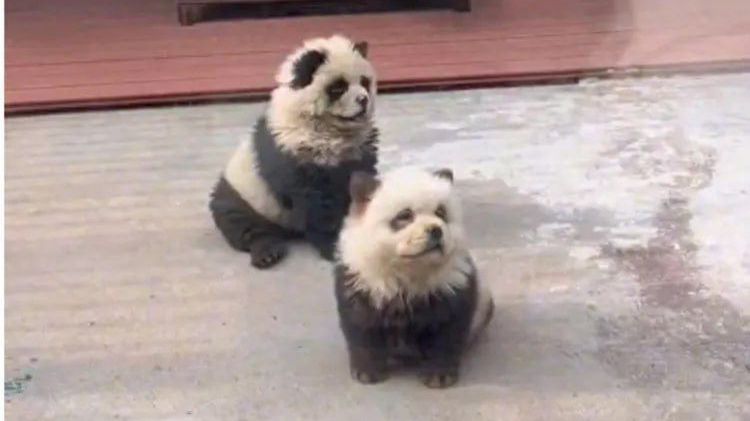 Pieski pomalowano jak pandy, aby przyciągnąć gości