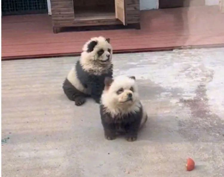 Zoo's inventive panda impersonators: Dogs dyed to delight
