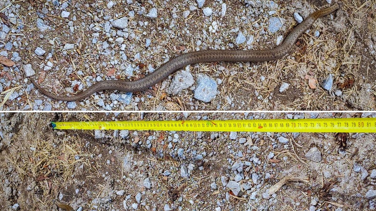 Ten wąż na pierwszy rzut oka może być pomylony z zupełnie innym gatunkiem! To jednak gniewosz plamisty, a nie żmija zygzakowata! 