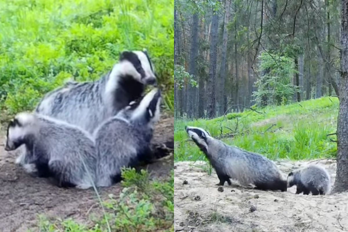 Borsuki w kamerze leśnej