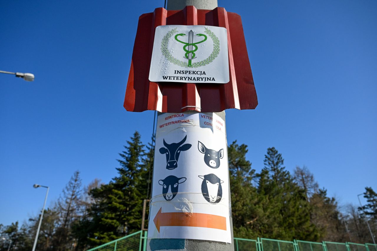 Pilny apel hodowców świń o ochronę granic przed groźną chorobą