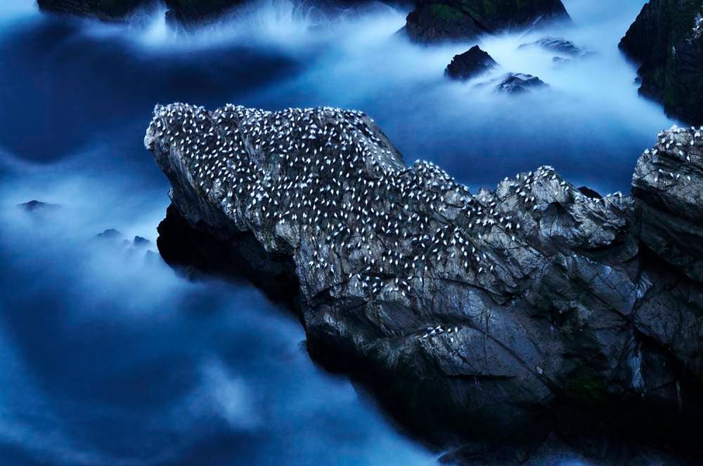 Oto najlepsze zdjęcia przyrody w konkursie British Wildlife Photography Awards 2014 11