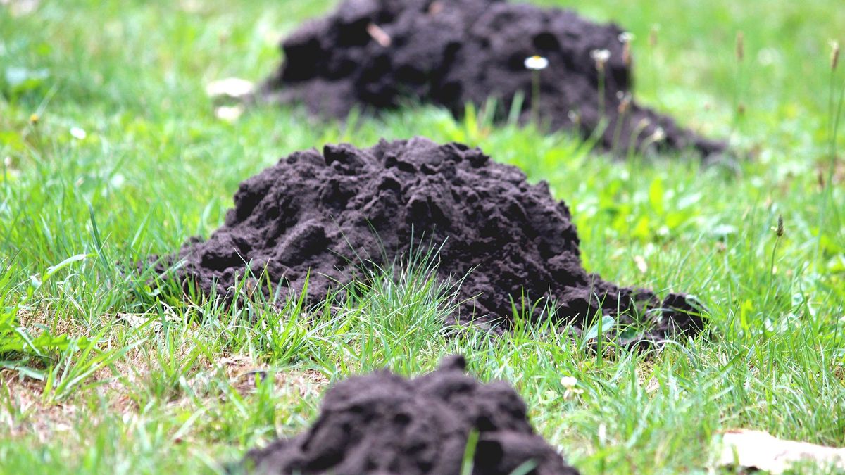 Poznaj łatwy sposób na zwalczenie szkodników