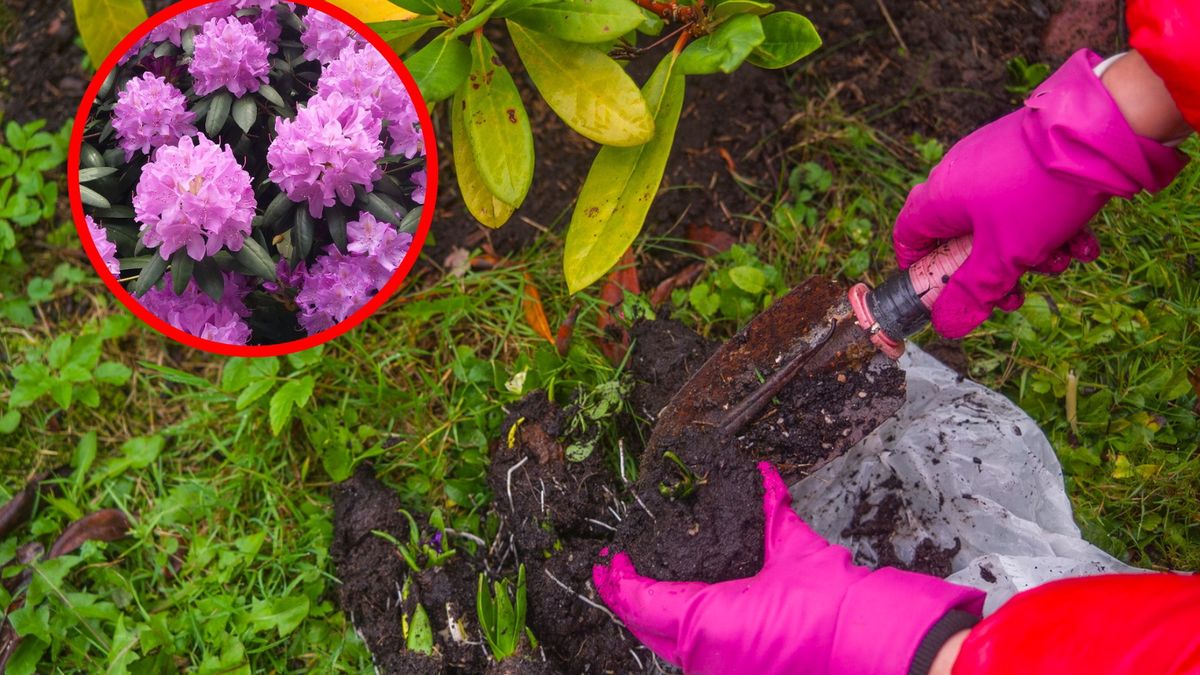 Kiedy sadzić rododendrrony?