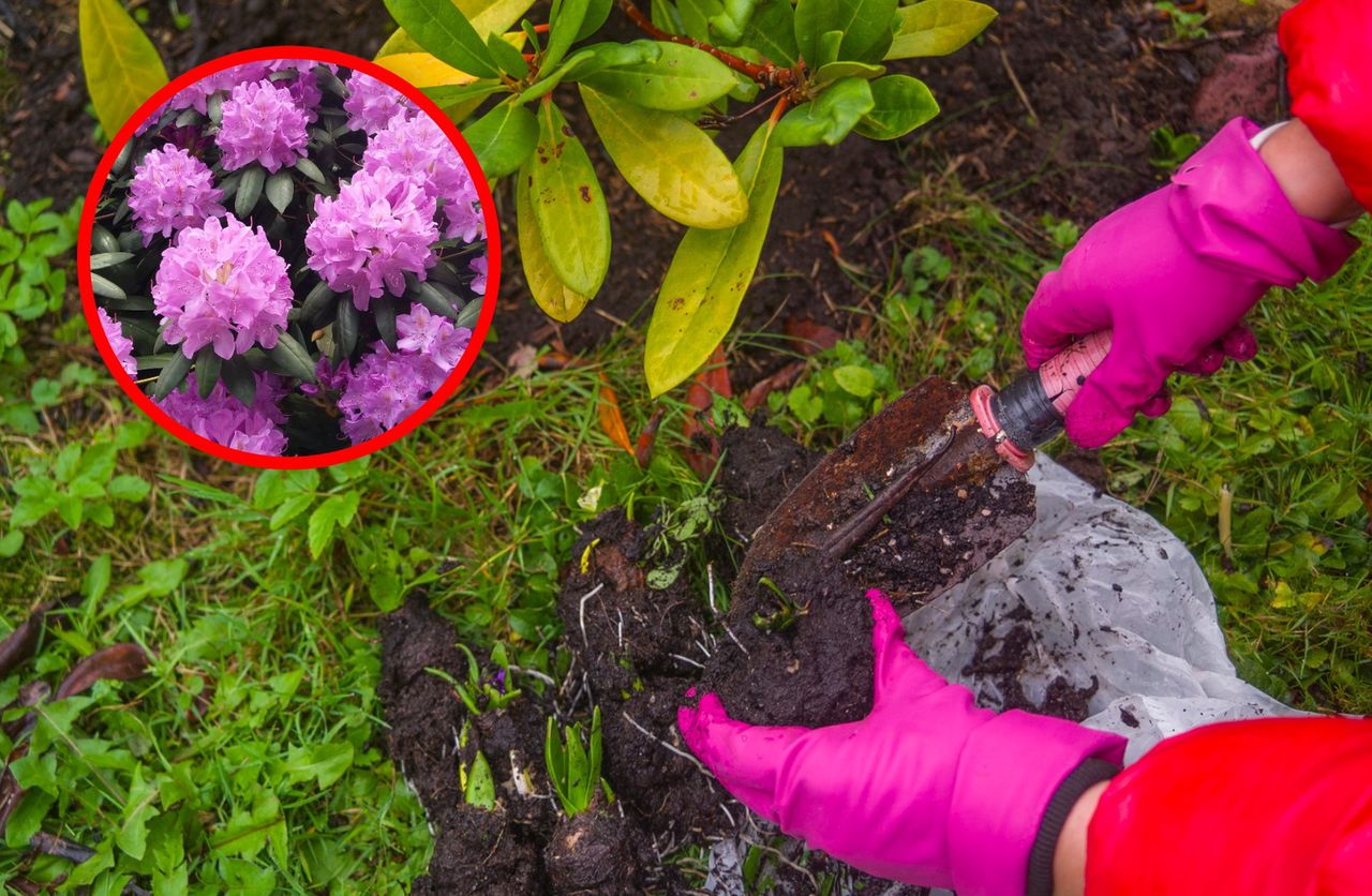 Kiedy sadzić rododendrony? Ten termin będzie najlepszy
