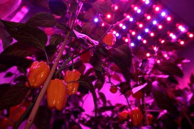 Yellow peppers are seen under blue and red Light Emitting Diode (LED) lights at PlantLab, a private research facility, in Den Bosch, central Netherlands, Monday March 28, 2011.  Farming is moving indoors, where the sun never shines, where rainfall is irrelevant and where the climate is always right The perfect crop field could be inside a windowless building with meticulously controlled light, temperature, humidity, air quality and nutrition. It could be in a New York high-rise, a Siberian bunker, or a sprawling complex in the Saudi desert.  (AP Photo/Peter Dejong)