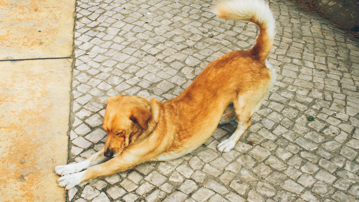 Jak odczytywać zachowania psów? 