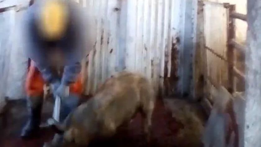 Zabijali świnie młotem. Zwierzęta konały w konwulsjach. Sprawcy usłyszeli dotkliwy wyrok