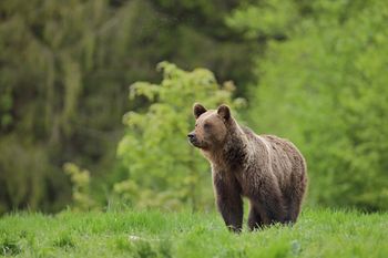 Wybierają Zwierzę Roku 2026. Głosowanie już trwa