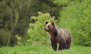Wybierają Zwierzę Roku 2026. Głosowanie już trwa