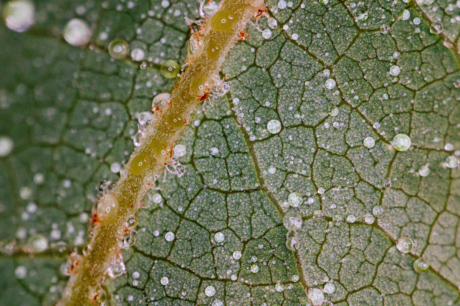 Mitakon 85 mm f/2.8 Macro to obiektyw, który może zmienić świat tej dziedziny 12