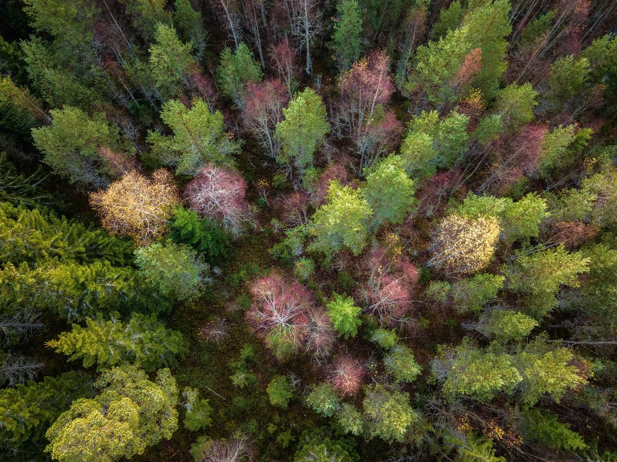 Najstarsze lasy w Szwecji wycinane są w alarmująco szybkim tempie